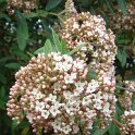 Viburnum x pragense